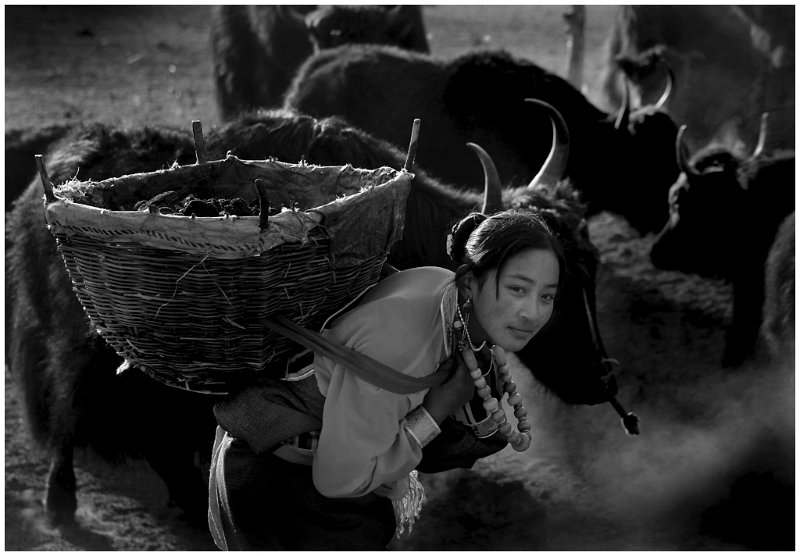 658 - the tibetan girls bear cow muck - DONGPING Li - china.jpg
